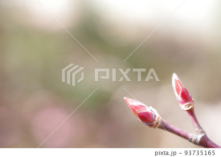新芽の芽吹き 新芽の芽吹き 93735165