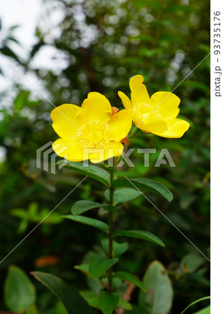 タイリンキンシバイ 93735176