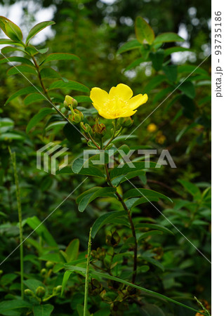 タイリンキンシバイ 93735186