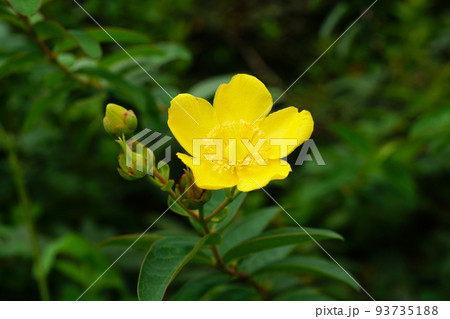 タイリンキンシバイ タイリンキンシバイ 93735188