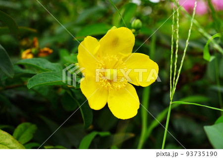 タイリンキンシバイ 93735190