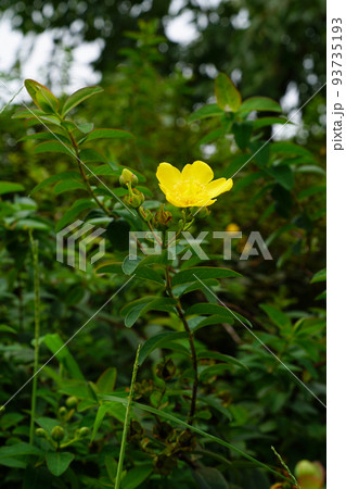 タイリンキンシバイ 93735193