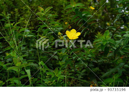 タイリンキンシバイ タイリンキンシバイ 93735196