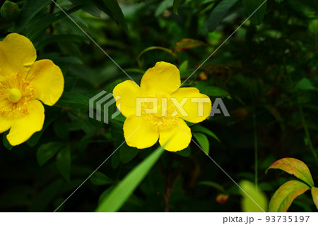 タイリンキンシバイ タイリンキンシバイ 93735197