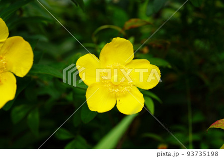 タイリンキンシバイ 93735198