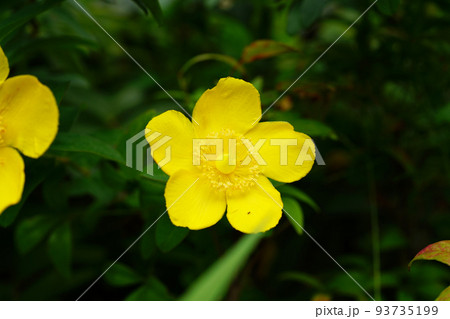 タイリンキンシバイ タイリンキンシバイ 93735199