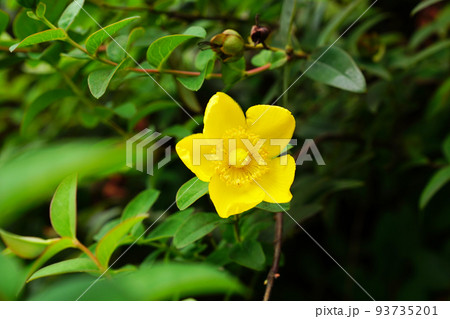 タイリンキンシバイ 93735201