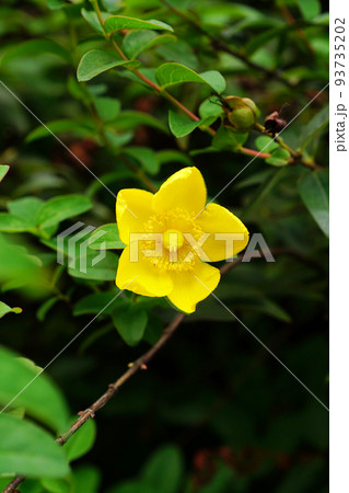 タイリンキンシバイ 93735202