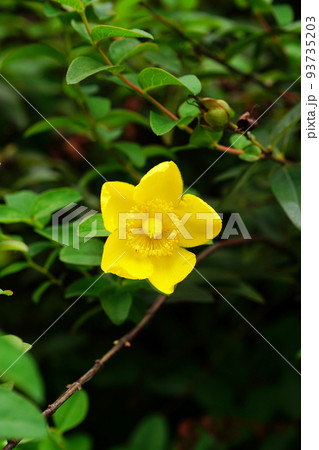 タイリンキンシバイ タイリンキンシバイ 93735203