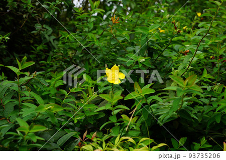 タイリンキンシバイ 93735206