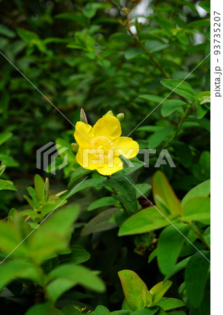 タイリンキンシバイ 93735207