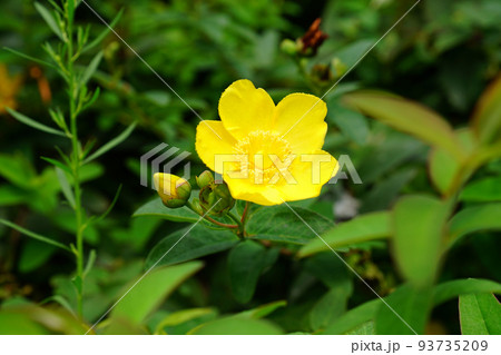 タイリンキンシバイ 93735209