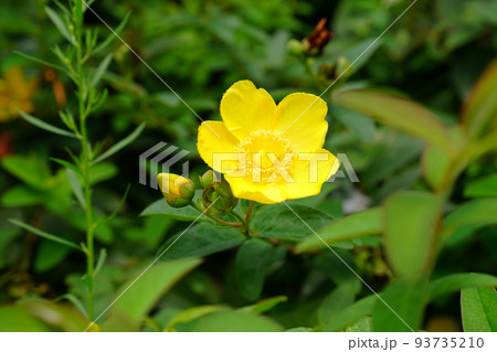 タイリンキンシバイ タイリンキンシバイ 93735210