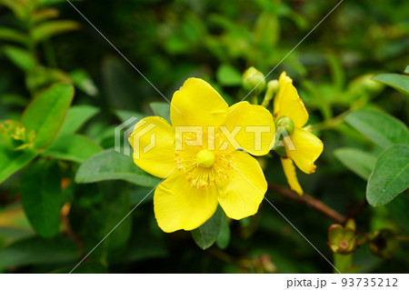 タイリンキンシバイ 93735212