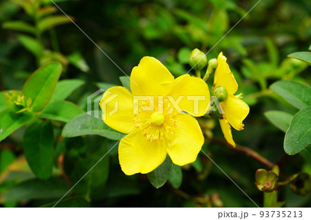 タイリンキンシバイ 93735213