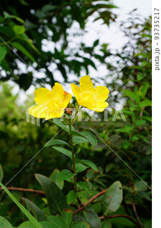 タイリンキンシバイ 93735217