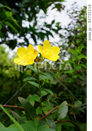 タイリンキンシバイ 93735218