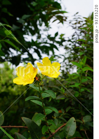 タイリンキンシバイ 93735220