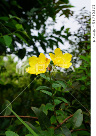 タイリンキンシバイ 93735221