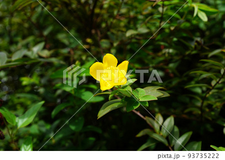 タイリンキンシバイ 93735222