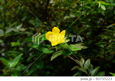 タイリンキンシバイ 93735223