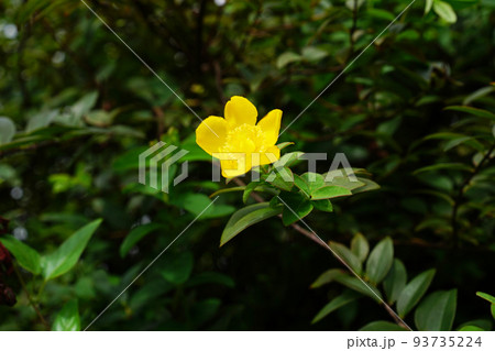 タイリンキンシバイ 93735224