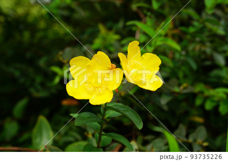 タイリンキンシバイ 93735226