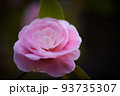 慈恩寺のオトメツバキ|山形県寒河江市慈恩寺 93735307