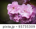 慈恩寺の八重桜|山形県寒河江市慈恩寺 93735309