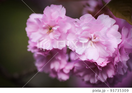 慈恩寺の八重桜|山形県寒河江市慈恩寺 慈恩寺の八重桜|山形県寒河江市慈恩寺 93735309