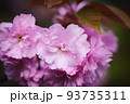 慈恩寺の八重桜|山形県寒河江市慈恩寺 93735311