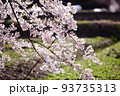 満開の桜|山形の日常にある風景 93735313