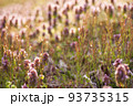 庭で輝くヒメオドリコソウ||山形の日常にある風景 93735315