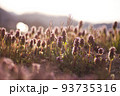 庭で輝くヒメオドリコソウ||山形の日常にある風景 93735316