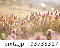 庭で輝くヒメオドリコソウ||山形の日常にある風景 93735317