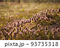 庭に佇むヒメオドリコソウ||山形の日常にある風景 93735318