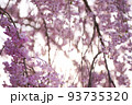 満開の桜|山形の日常にある風景 93735320