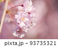 淡いピンクの桜|山形の日常にある風景 93735321
