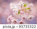 淡いピンクの桜|山形の日常にある風景 93735322