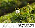 脇道に咲くタンポポ|山形の日常にある風景 93735323