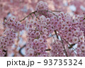 満開の桜|山形の日常にある風景 93735324