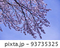 青い空と桜|山形の日常にある風景 93735325