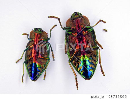 Iridescent rainbow color jewel beetle Polybothris quadricollis isolated on white upside down. Buprestidae Iridescent rainbow color jewel beetle Polybothris quadricollis isolated on white upside down. Buprestidae 93735366