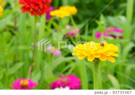 百日草の蜜を吸う蜂 百日草の蜜を吸う蜂 93735367