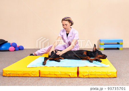 Dog is engaged fitness on massage and physiotherapy carpet. Training device for rehabilitation exercising in the Veterinary clinic Dog is engaged fitness on massage and physiotherapy carpet. Training device for rehabilitation exercising in the Veterinary clinic 93735701