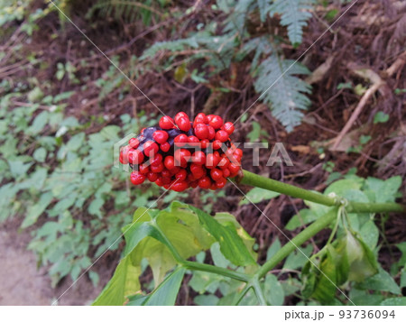 マムシグサの実 93736094