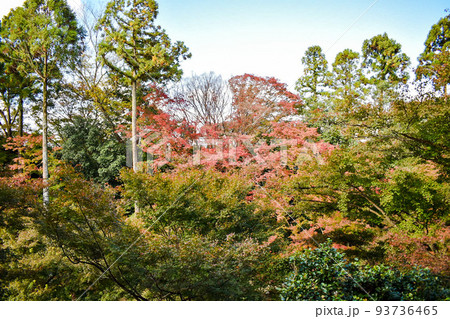 【京都観光】北野天満宮のもみじ苑と秋の青空【学問の神様と紅葉の彩り】 【京都観光】北野天満宮のもみじ苑と秋の青空【学問の神様と紅葉の彩り】 93736465