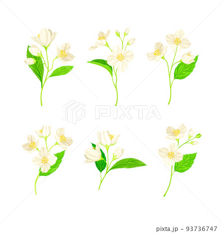 Jasmine Plant Species with Fragrant White Flowers and Pinnate Leaves Vector Set 93736747