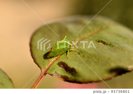 A green buffalo sits on a leaf. 93736801