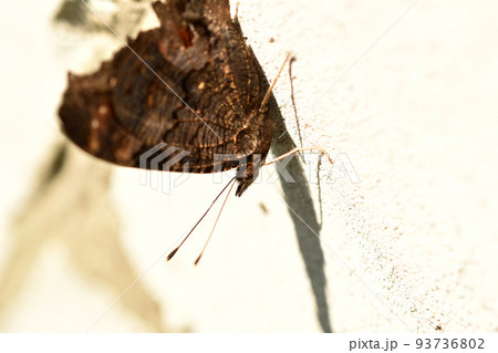 Butterfly Urticaria with folded wings side view on white. 93736802